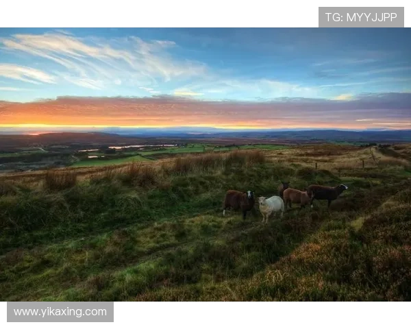 墨西哥归化25岁后卫莱德斯马